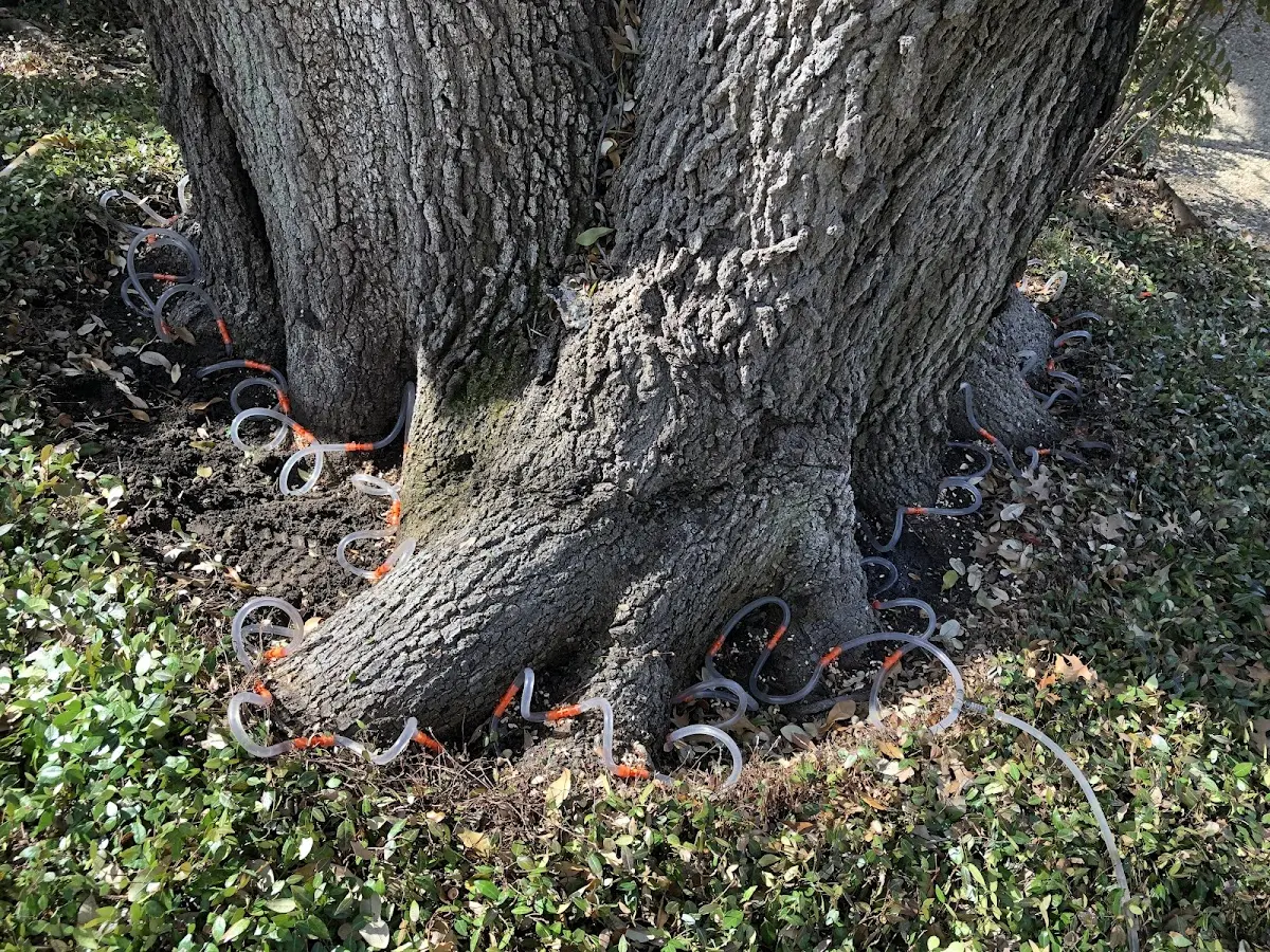 Detailed Tree Cabling and Bracing job site in Kent